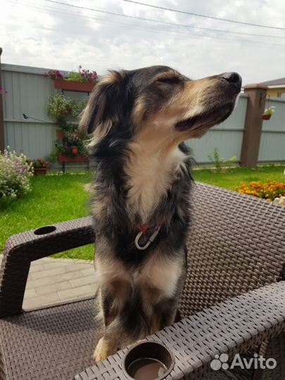 Передержка собак(мелких пород) на дому