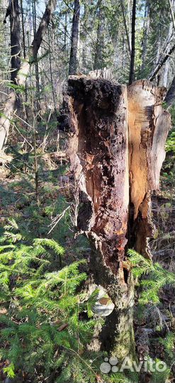 Прогулка в лесу, парение с пармастерами