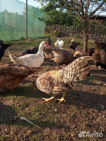 Петухи Джерсийский гиг.Ухейилюй.Утята