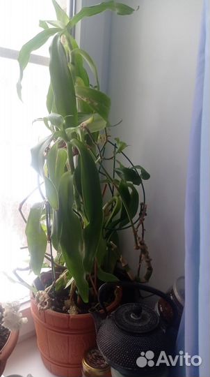 Отростки алоэ и золотой ус