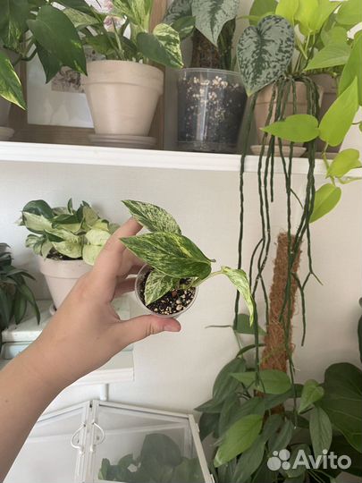 Комнатные растения. Все по 150