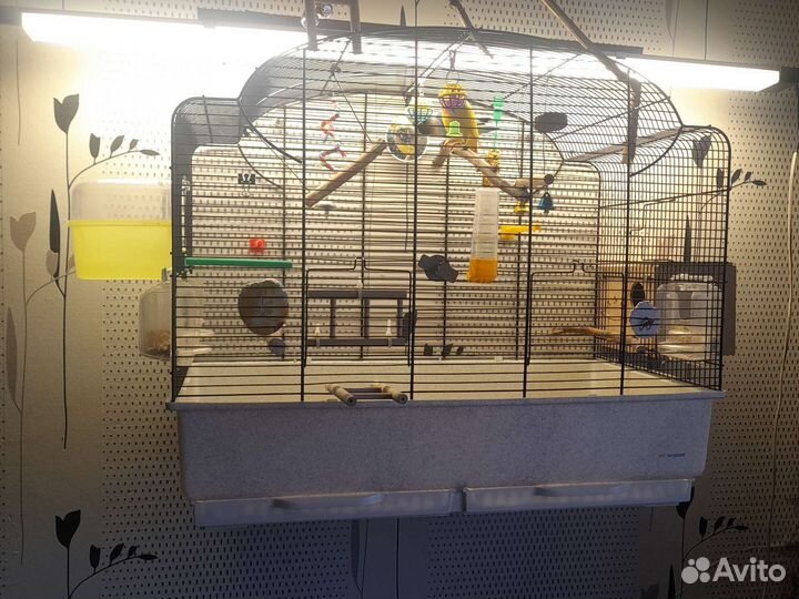 Попугай неразлучники с клеткой