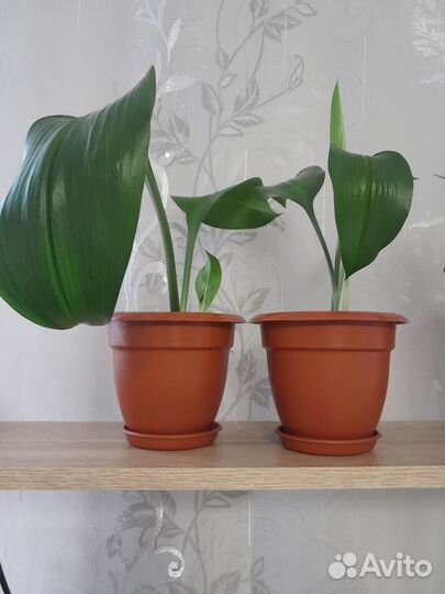 Амазонская лилия