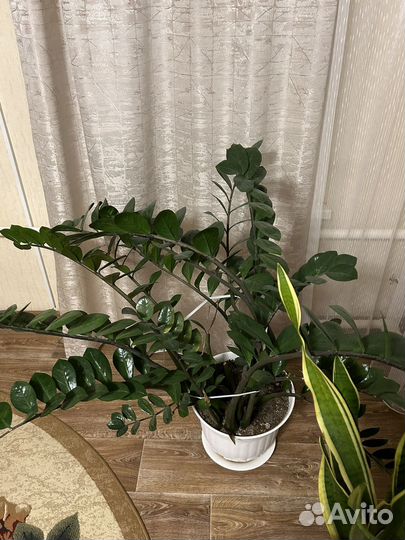 Замиокулькас