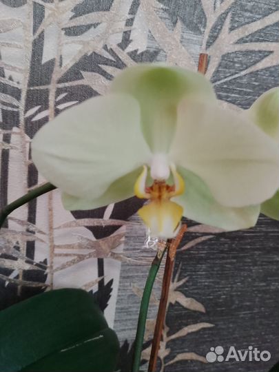 Орхидеи фаленопсис