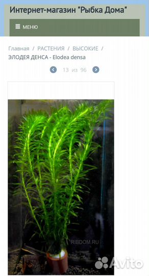 Аквариумное растение элодея в магазине