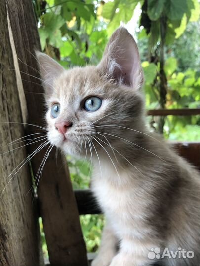 Рыжий котенок