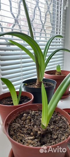 Гиппиаструм