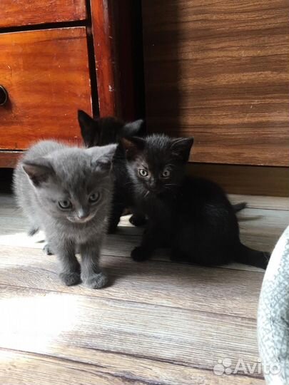 Котята в добрые руки бесплатно, 1,5 месяца