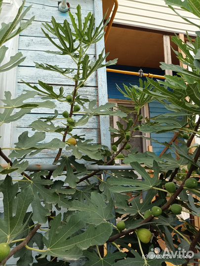 Инжир и гранат