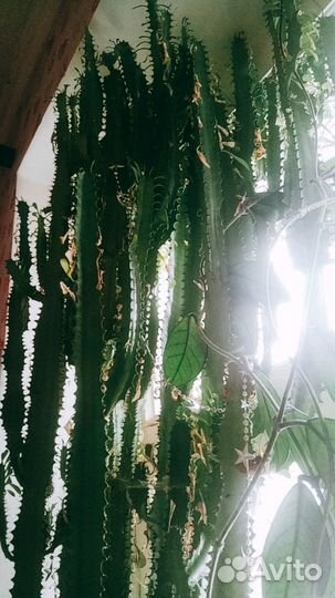 Отростки цветов