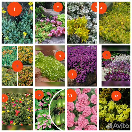 Семена цветов