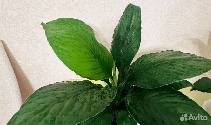 Спатифиллум сенсация