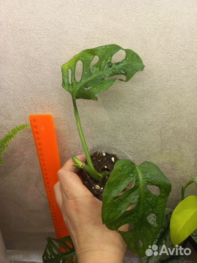 Монстера манки маск