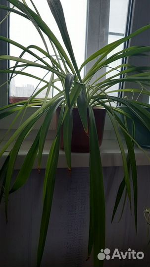 Хлорофитум