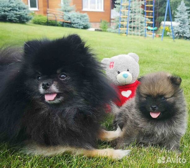 Померанский шпиц