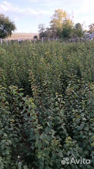 Подвой жерделы