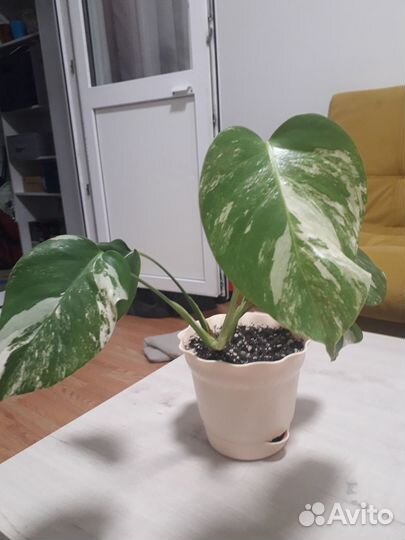 Продам цветы