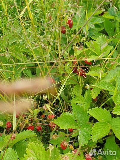 Земляника свежая