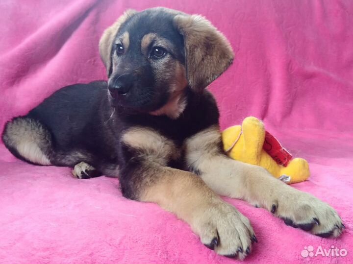 Щенок-девочка, 2.5 мес. Приют