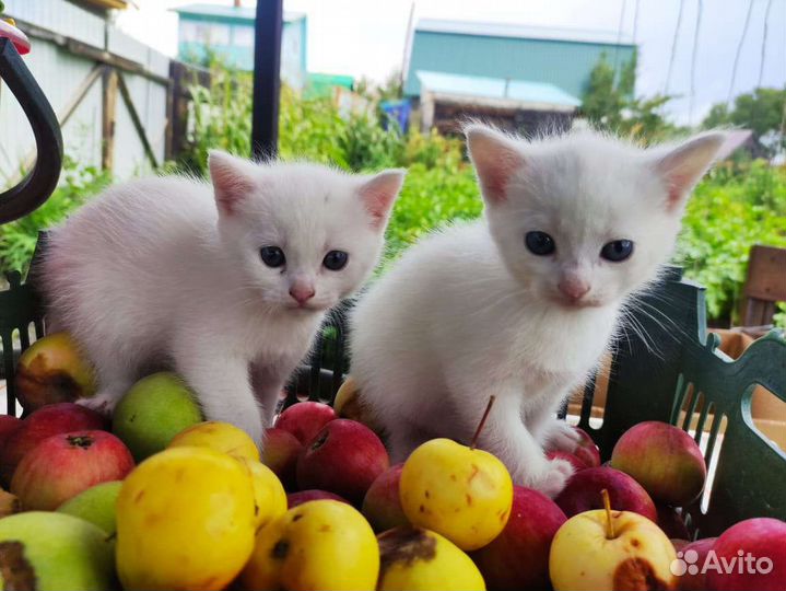 Котята турецкой ангоры
