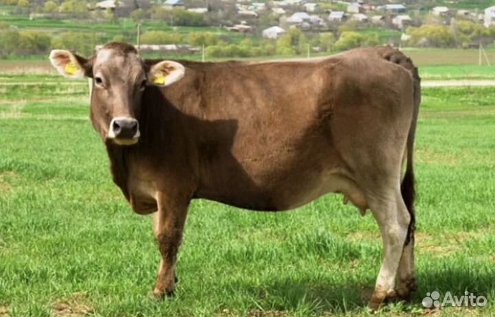 Коровы швитской породы