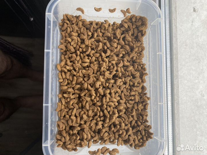 Корм для котят royal canin 2 кг