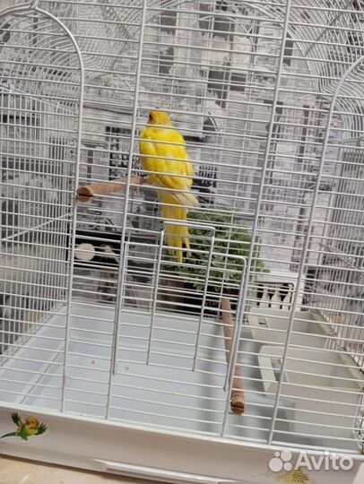 Попугай какарик