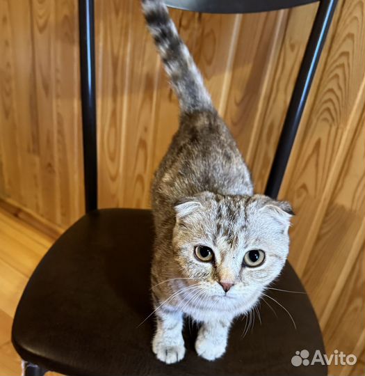 Шотландская вислоухая