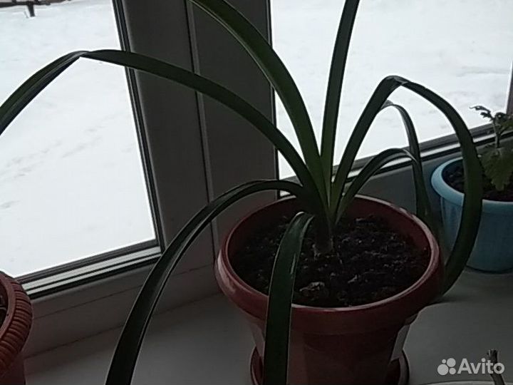 Амариллис ярко красный