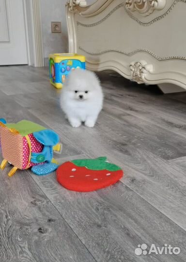 Мимимишки разные окрасы