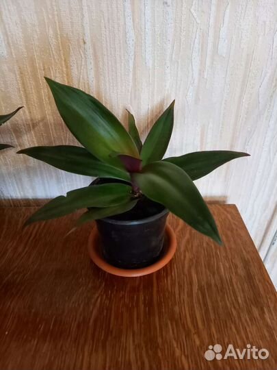 Комнатные цветы Рео