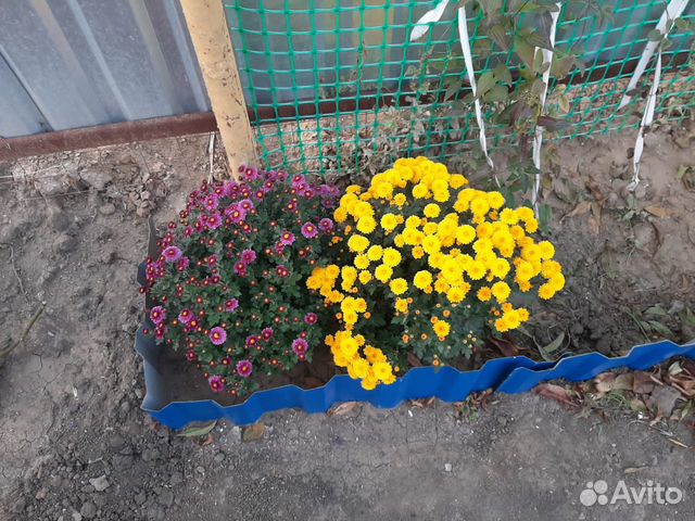 Хризантема