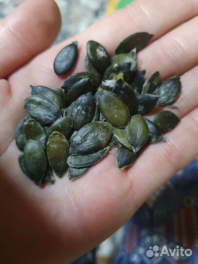 Тыква голосемянная 