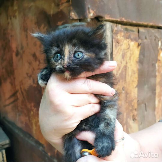 Котята кошечки в добрые руки