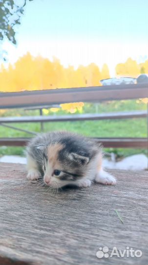 Отдам кошку в добрые руки