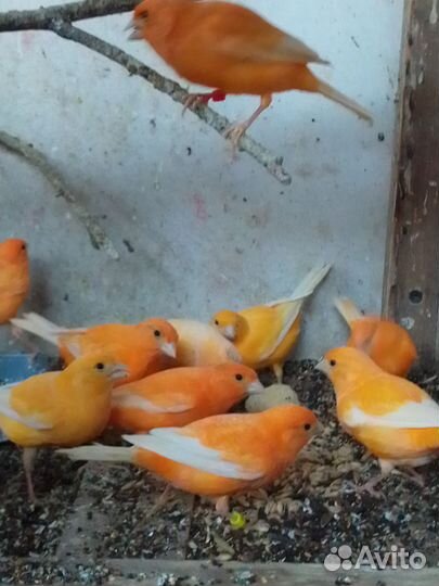 Кенара и канарейки