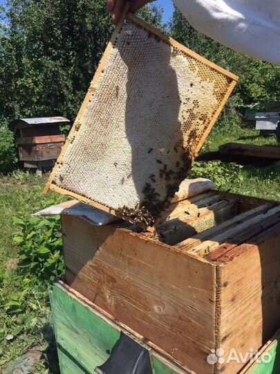 Мед натуральный 2023г (бесплатная доставка)