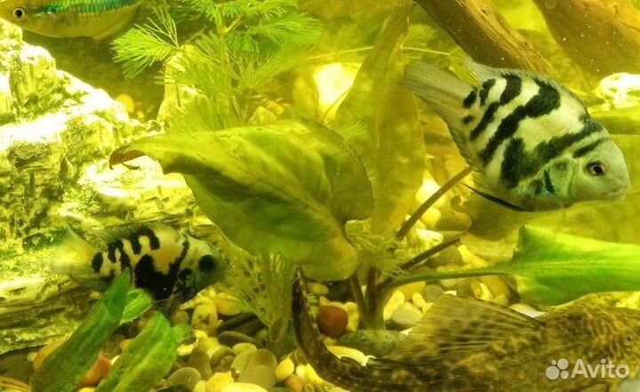Аквариумные рыбки цихлиды