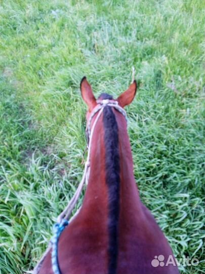 Лошадка в комплект седло