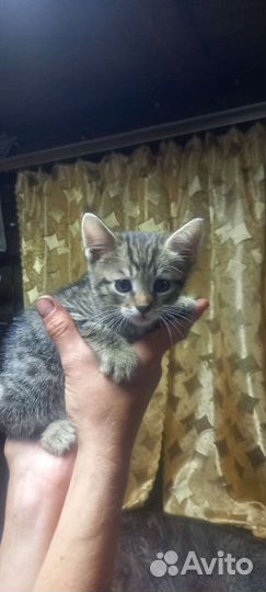 Котята в дар бесплатно