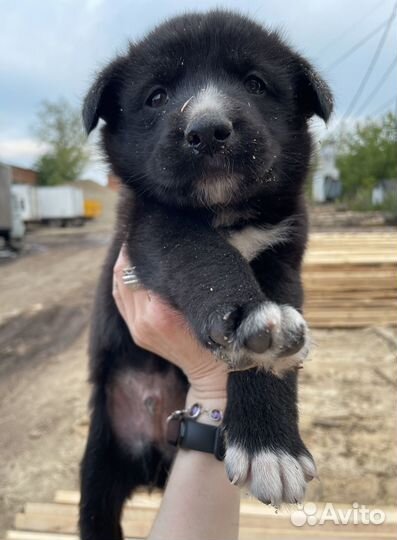 Щенки в дар