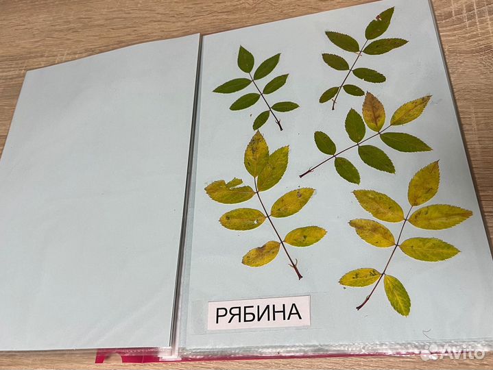 Гербарий для школы