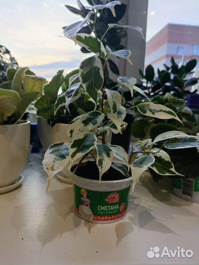 Фикус бенджамина