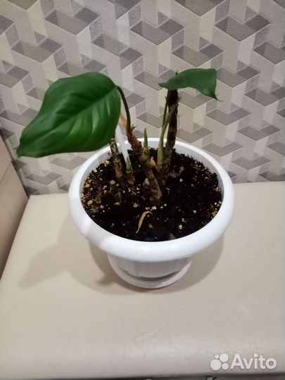 Цветы. Разные