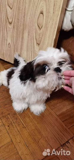 Веселые щенки