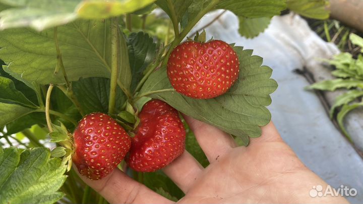 Рассада клубники