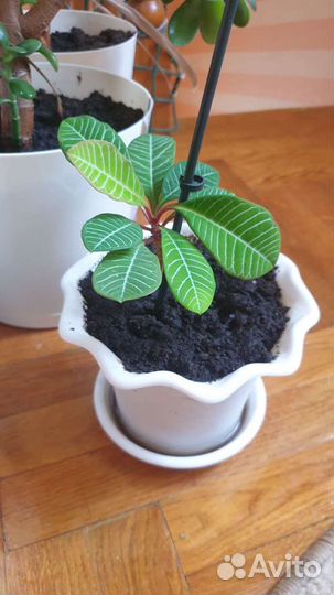 Спатифиллум