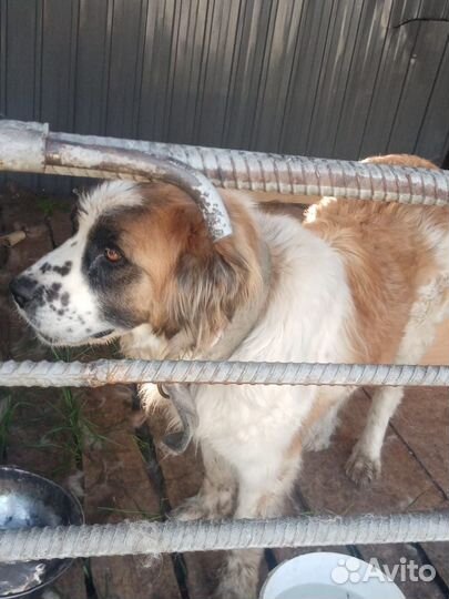 Домашние животные собаки щенки