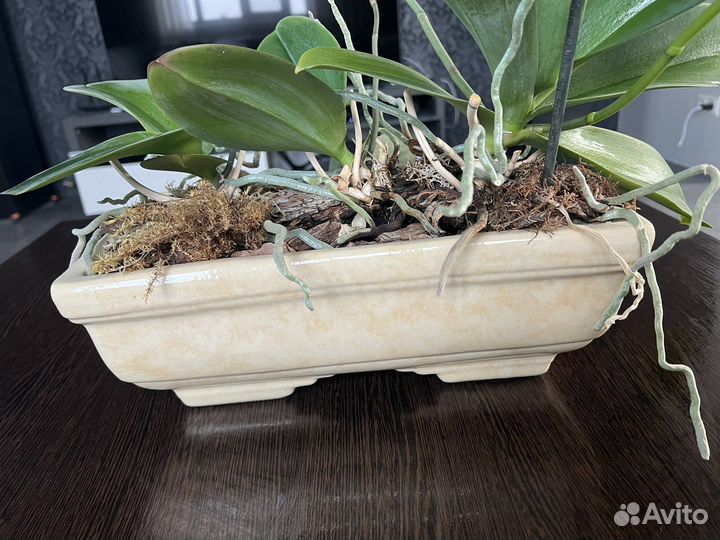 Цветочная композиция
